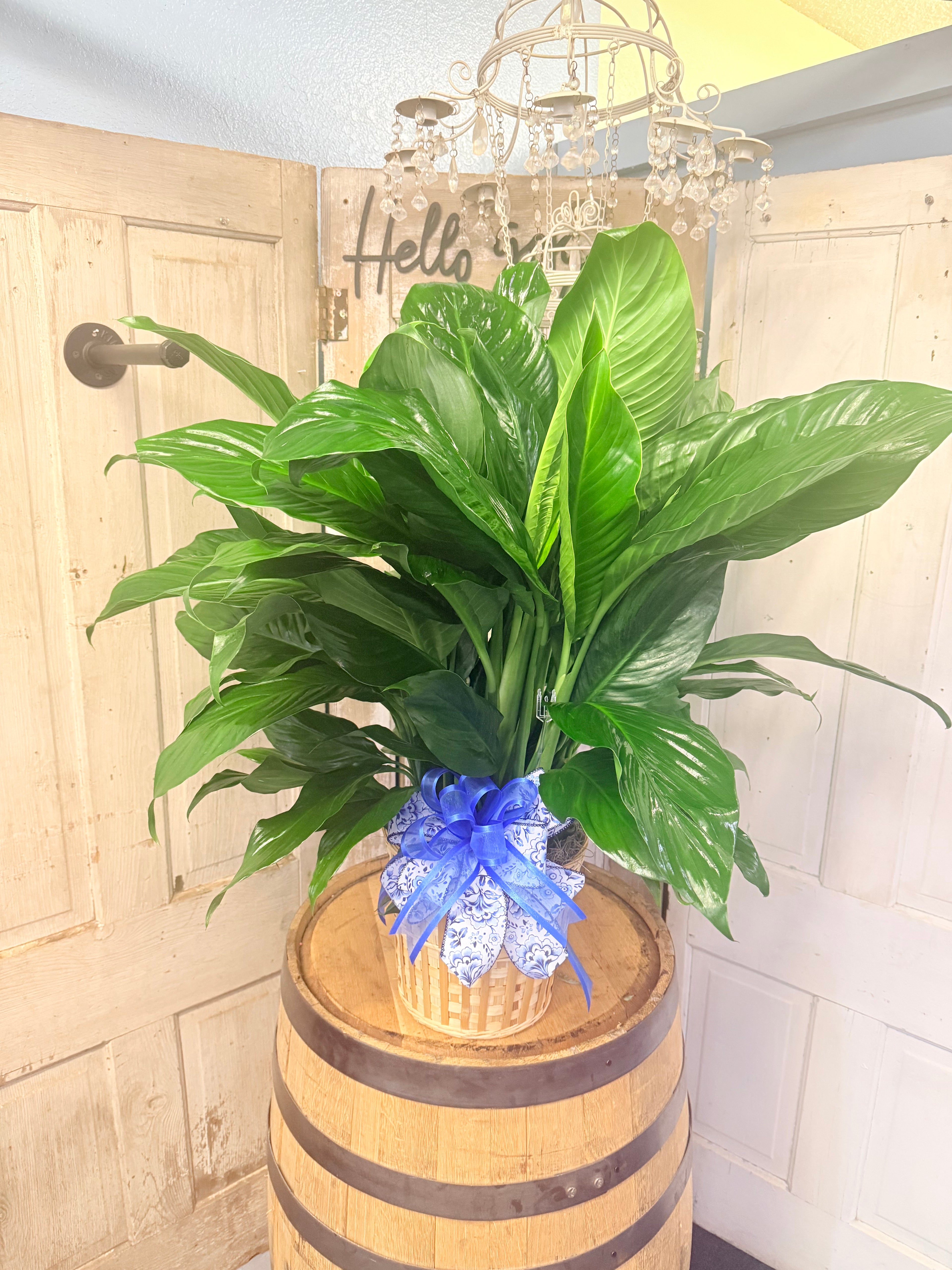 Spathiphyllum (Peace Lily) Funeral Plant