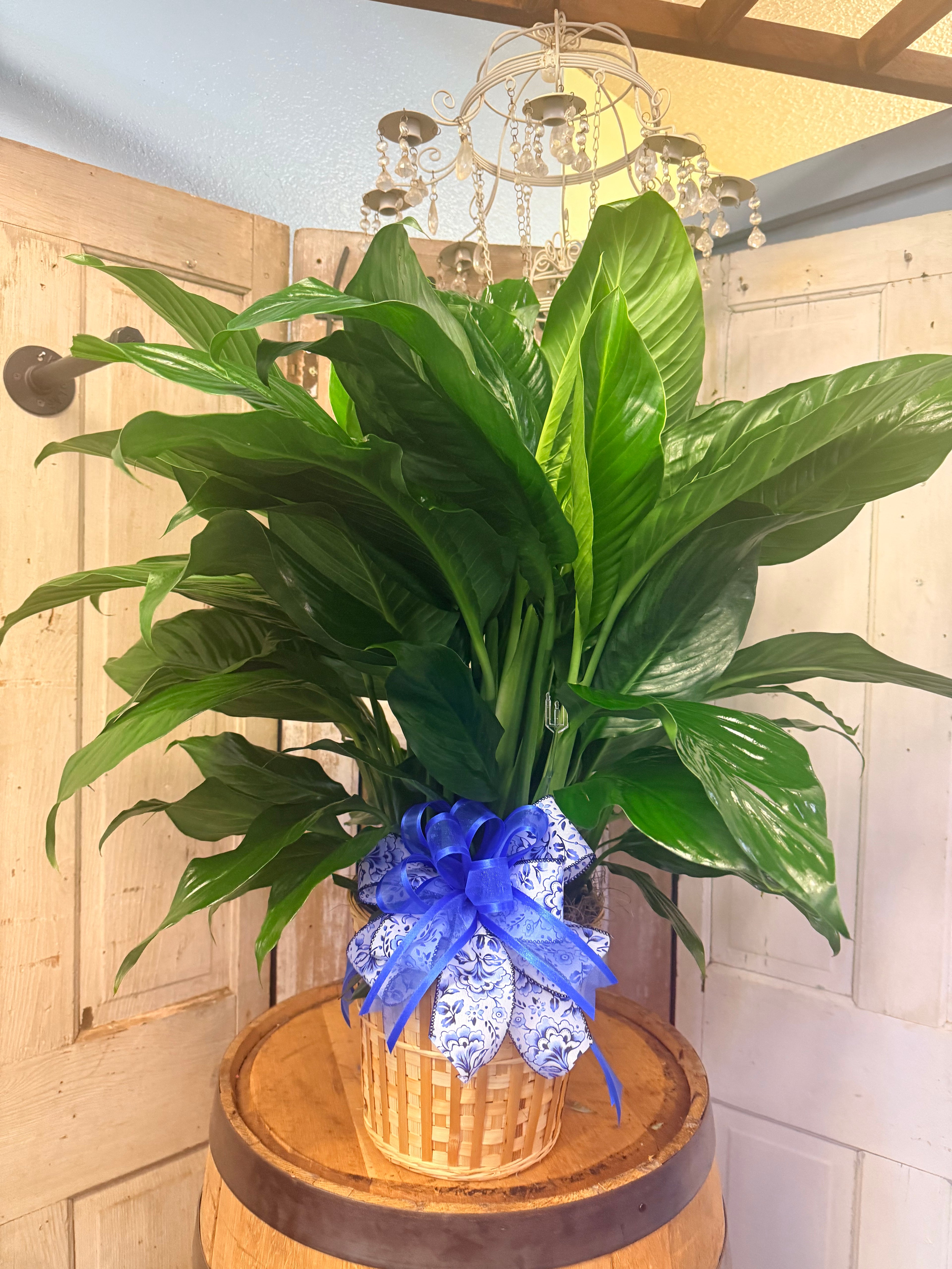 Spathiphyllum (Peace Lily) Funeral Plant