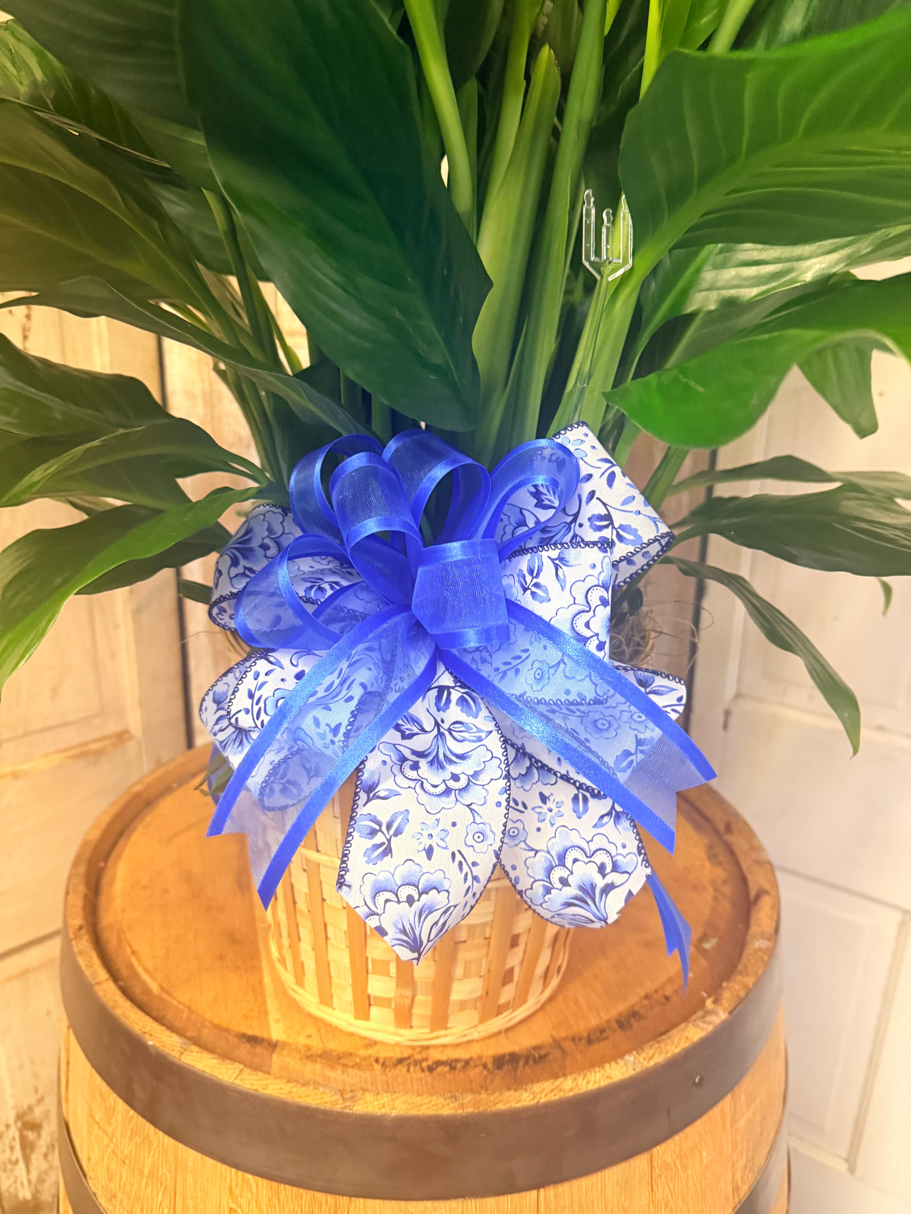 Spathiphyllum (Peace Lily) Funeral Plant