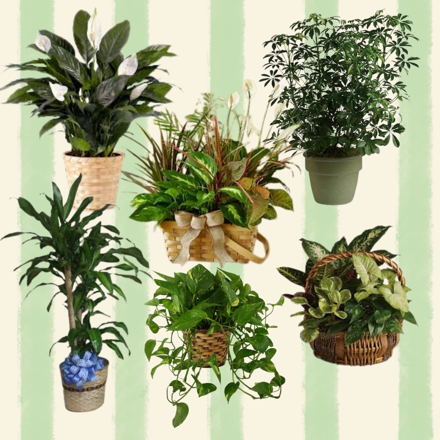 Designers Choice Plant